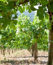 Weingut Heinz Dehren Bild 1