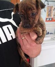 Centro Veterinario Guillena imagen 2