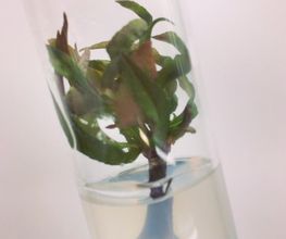 INVISA BIOTECNOLOGIA VEGETAL imagen 1