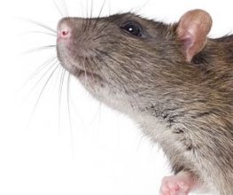 Bio Pest Services B.P.S. image 6