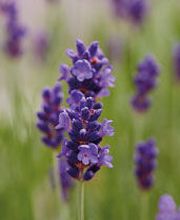 Qualis Vita AG Bild 3