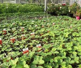 Dessapt Horticulture image 14