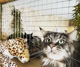 Hotel-cats.com image 2