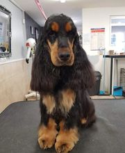 Indiana Dog image 10