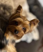 Armelle Toiletteuse Chiens Et Chats image 14