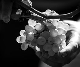 Weingut Philipp Bild 1