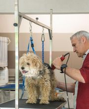Profil Canin image 14