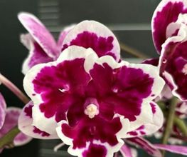MyOrchids.shop Bild 14