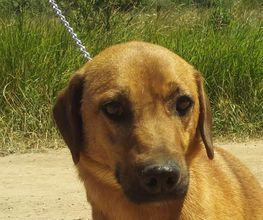 Second Hand Hunde in Not Bild 4