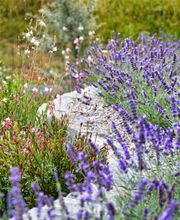 Schneebeli Blumen & Garten Bild 4