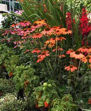 Gartenmarkt Meisenbach Bild 8