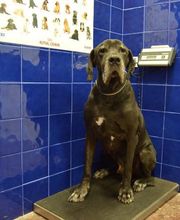 CLÍNICA VETERINÀRIA REUS imagen 11