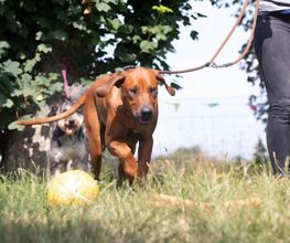 Dog Ways Hundecenter Bild 14