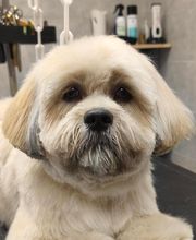 Barber Dog By Sonia image 6