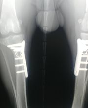 Clínica Veterinaria Don Can imagen 14