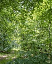 FriedWald Kamenz Bild 11