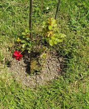 Ted Multiservices image 18