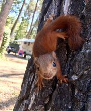 Camping Le Devancon image 8