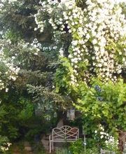 Bed and Breakfast "Im Röseligarten" Bild 5