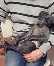 Arca Veterinaria imagen 3