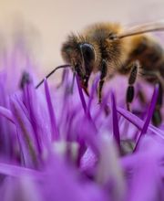 Baumplan Landschaftsarchitektur GmbH Bild 9