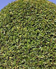 Nugier Bastien image 2