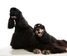 Animaux Loisirs image 1