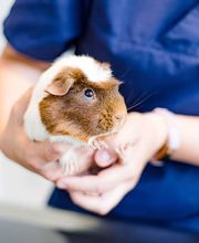 Kleintierpraxis im Moos AG Bild 6