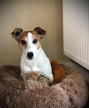 Halle aux Croquettes Labatut image 14