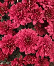 Bricomarché Orval image 15