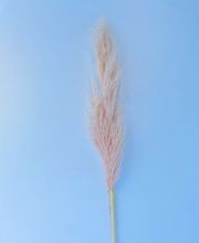 NATURA - FIORI SECCHI PAPA immagine 13