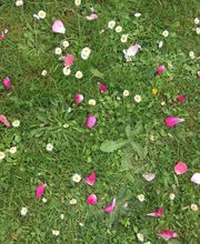 Cabinet de Psychothérapie Lorène Bonneville image 3