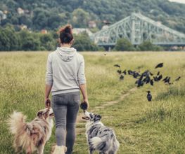 Pawlane - Dogwalk Bild 1