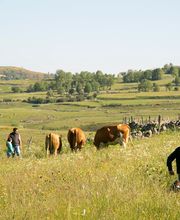 Coopérative Fromagère Jeune Montagne image 1