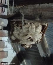 Bresse Nuisibles image 1