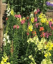 Gärtnerei Goldschmitt B. Jungnitsch Bild 2