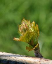 Kindhauser – Berghof Bild 4