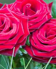 Au Cyclamen image 1