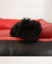 Kunstlederhundebett animal-dreams Edition 1 gesteppt

Das farbenfrohe Hundebett gibt es auch in orthopädischer Ausstattung. Es ist in verschiedenen Größen und Farben/Farbkombinationen erhätlich.