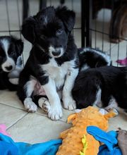 Elevage la Vallée des Petits Bois image 9