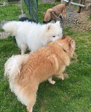 Le royaume du Bonheur image 1