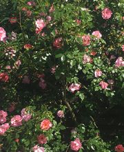 t & t André Tanner Bild 5