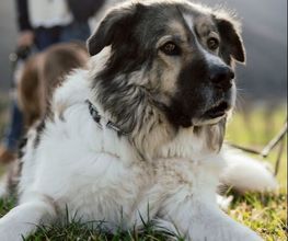 Hundeschule Hundeleicht Bild 1
