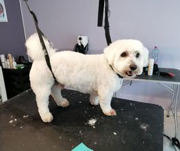 L'Espace Canin image 6