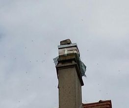 Guêpes 14 image 7