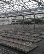 Jud Bio-Jungpflanzen AG Bild 4