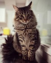 Arca Veterinaria imagen 10