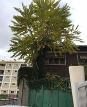 Wintrestin image 13