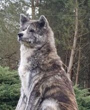 Elevage de L Arche Impériale image 1