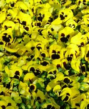 Birkner Blumen Bild 9